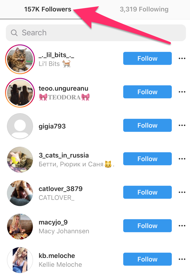 Adventure Cats Instagram followers